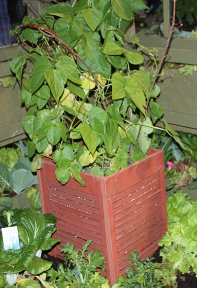 Pole beans in a container garden