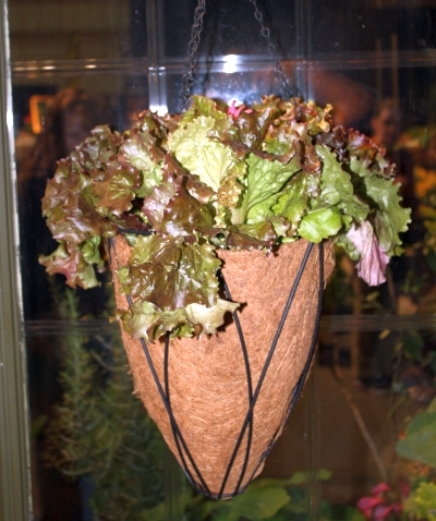 Leaf lettuce in a hanging basket