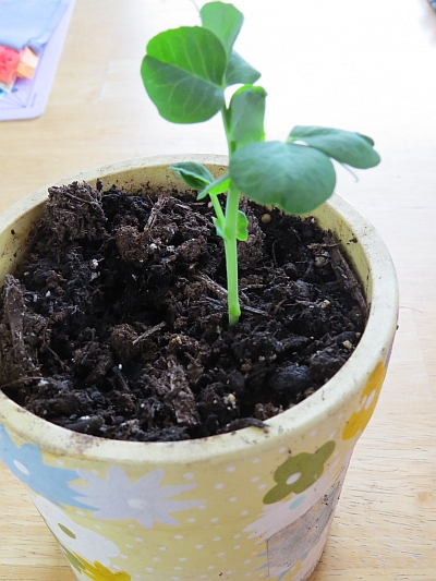 Container Gardening, Coral Shell Pea