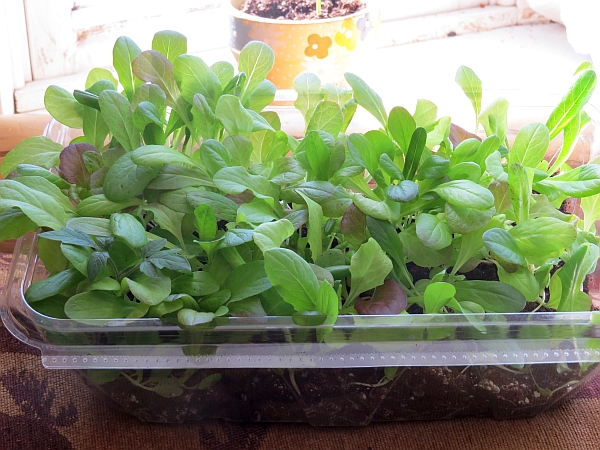 Container Gardening, salad container