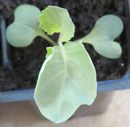Snow Crown cauliflower seedling, how to transplant seedlings