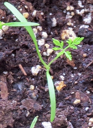 Carrot seedling, how to transplant seedlings