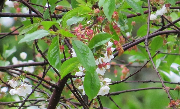A few late blooming tart cherry blossoms.