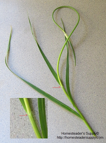 Pick garlic scape here