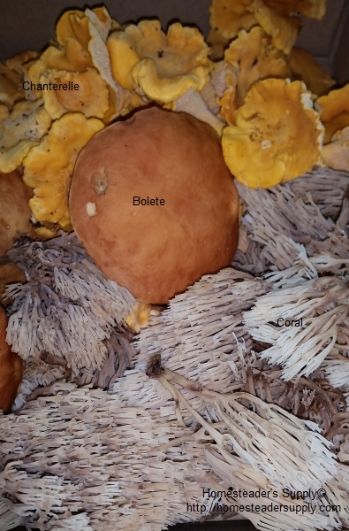 Chanterelle, Bolete, Coral mushrooms