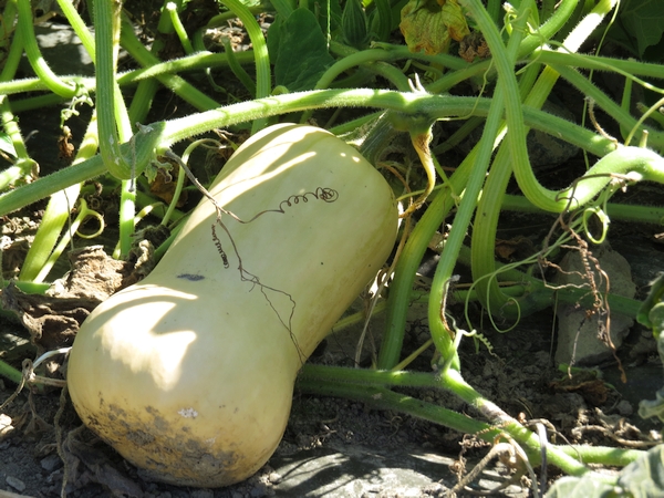 Butternut Squash