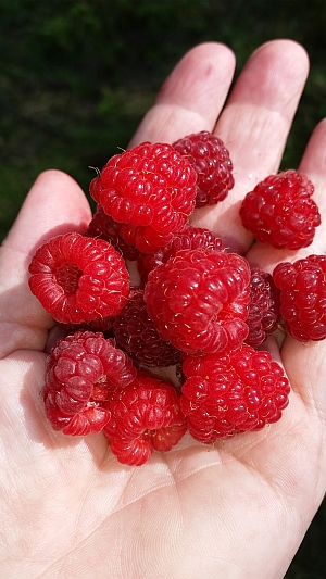 Raspberries freeze well