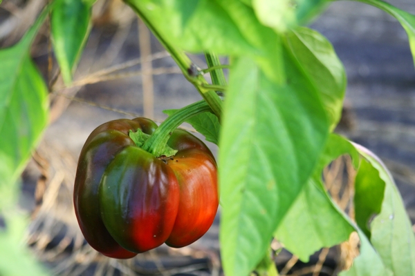 bell pepper, buy local