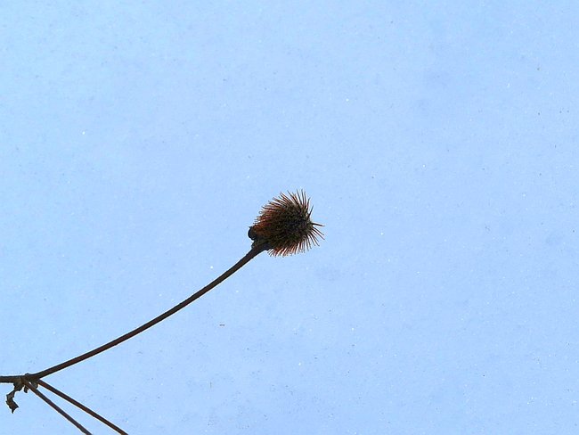Winter Seeds, beggar lice