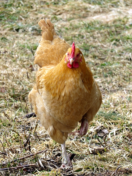 Buff orpington, layers, laying hen