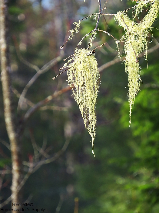 lichen, old man's beard, neighborwoods