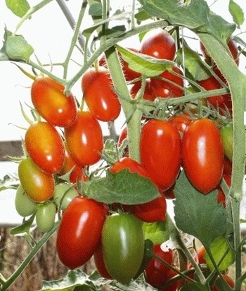 cherry tomato