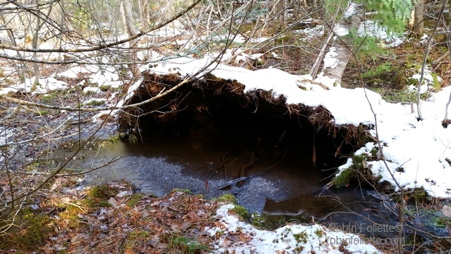 water collection, natural spring, homesteading