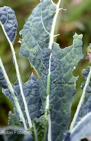 garden pest barrier, cabbage worm damage