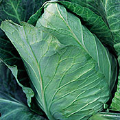 early jersey cabbage, what to grow in the garden, growing cabbage