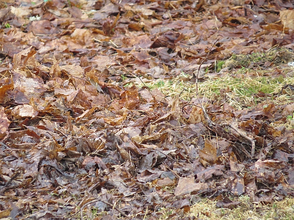 composting yard waste