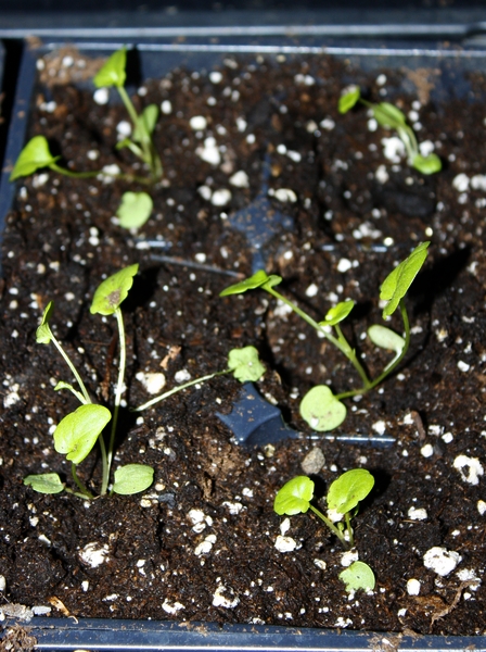 how to transplant seedlings