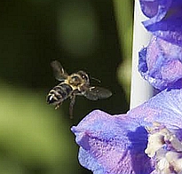 beekeeping, honey bee
