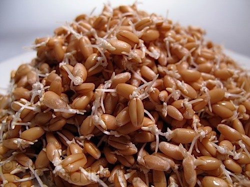 Speedy Sprouts Sprouted Wheat Berries