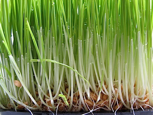 Wheatgrass Grown from Speedy Sprouts Just Wheat It