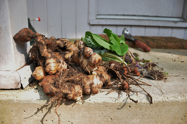 turmeric ginger