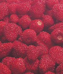 Strawberry Mignonette