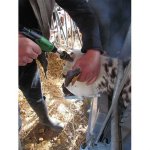 (image for) Express Pistol Grip Dehorner with 1 Fuel Can