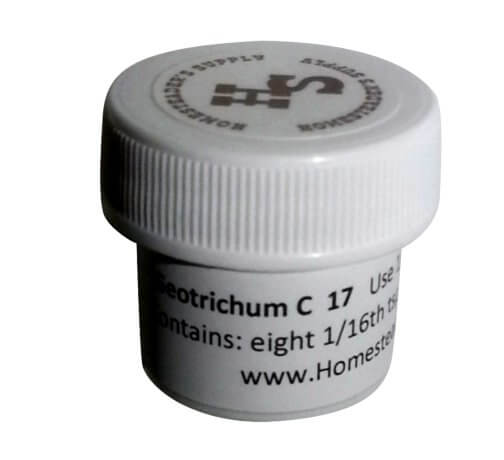 Geotrichum Candidum 17