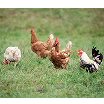 Poultry Coops & Supplies